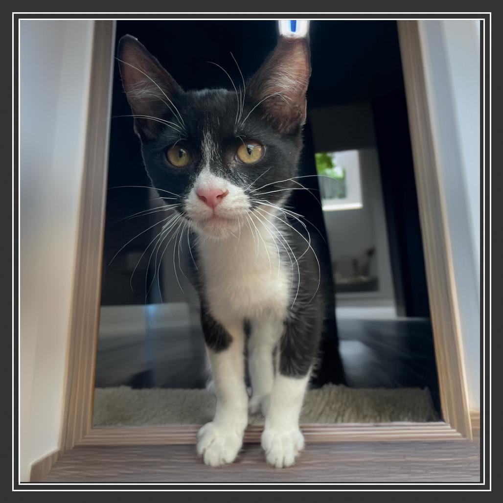 Mowgli — thumbnail 3