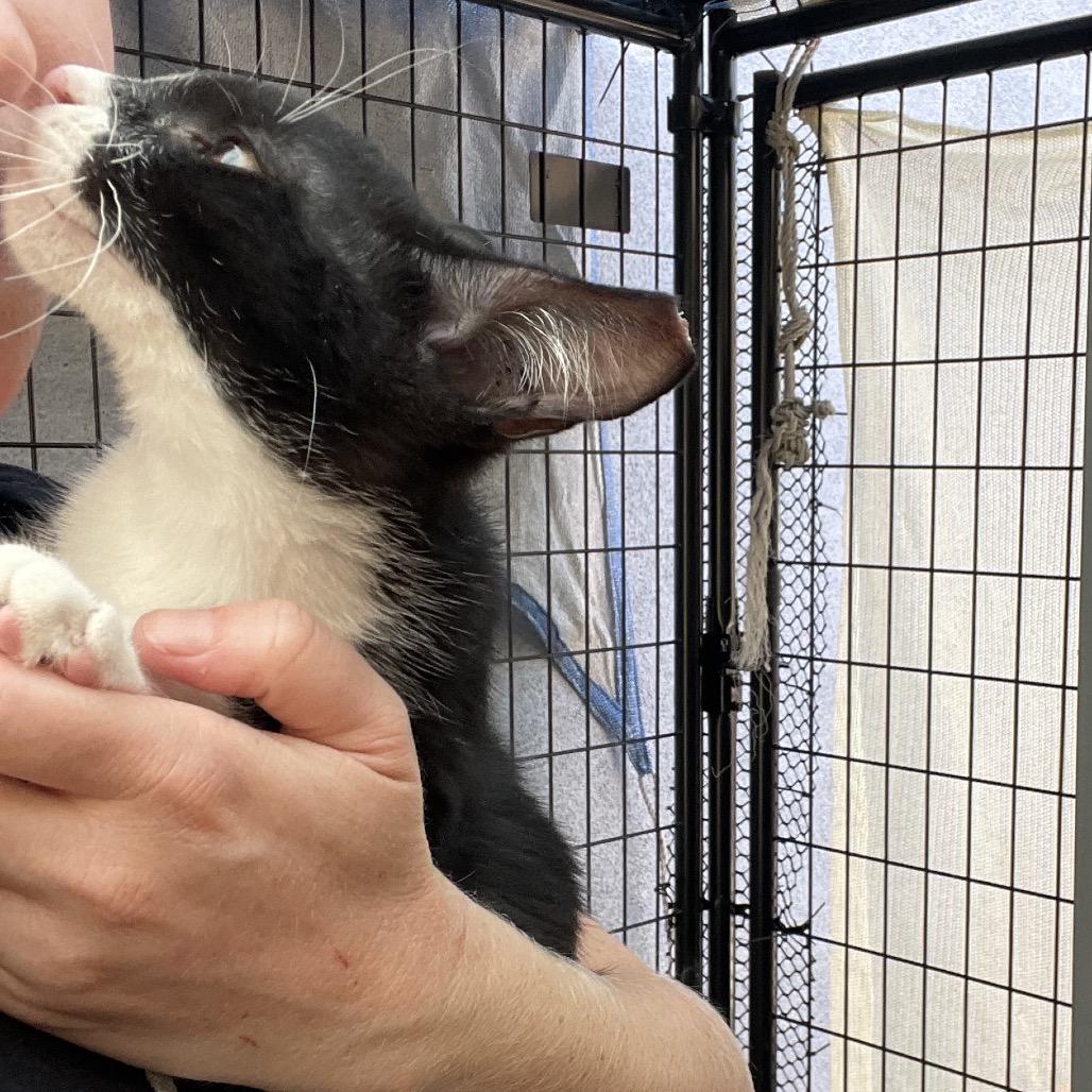 Mowgli — thumbnail 4