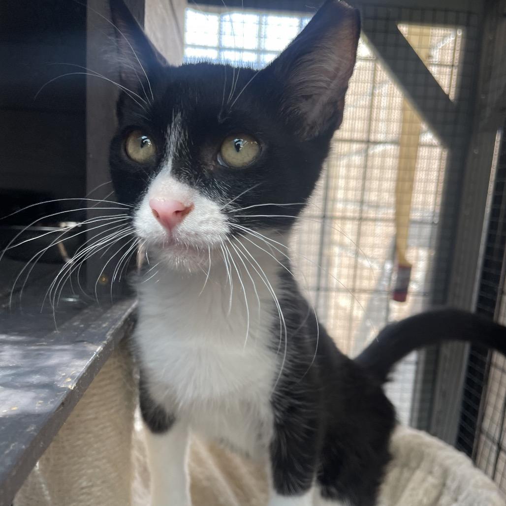 Mowgli — thumbnail 5