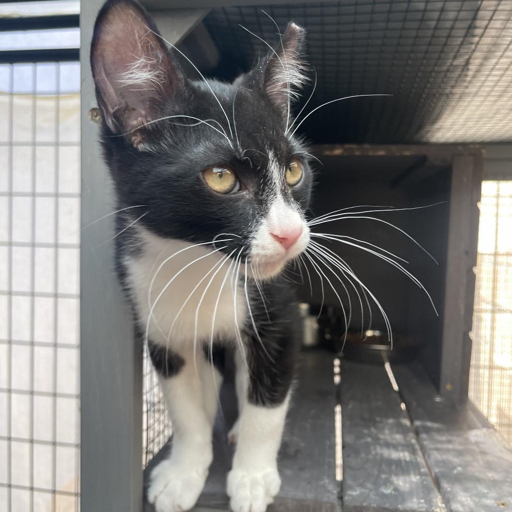 Mowgli — thumbnail 6