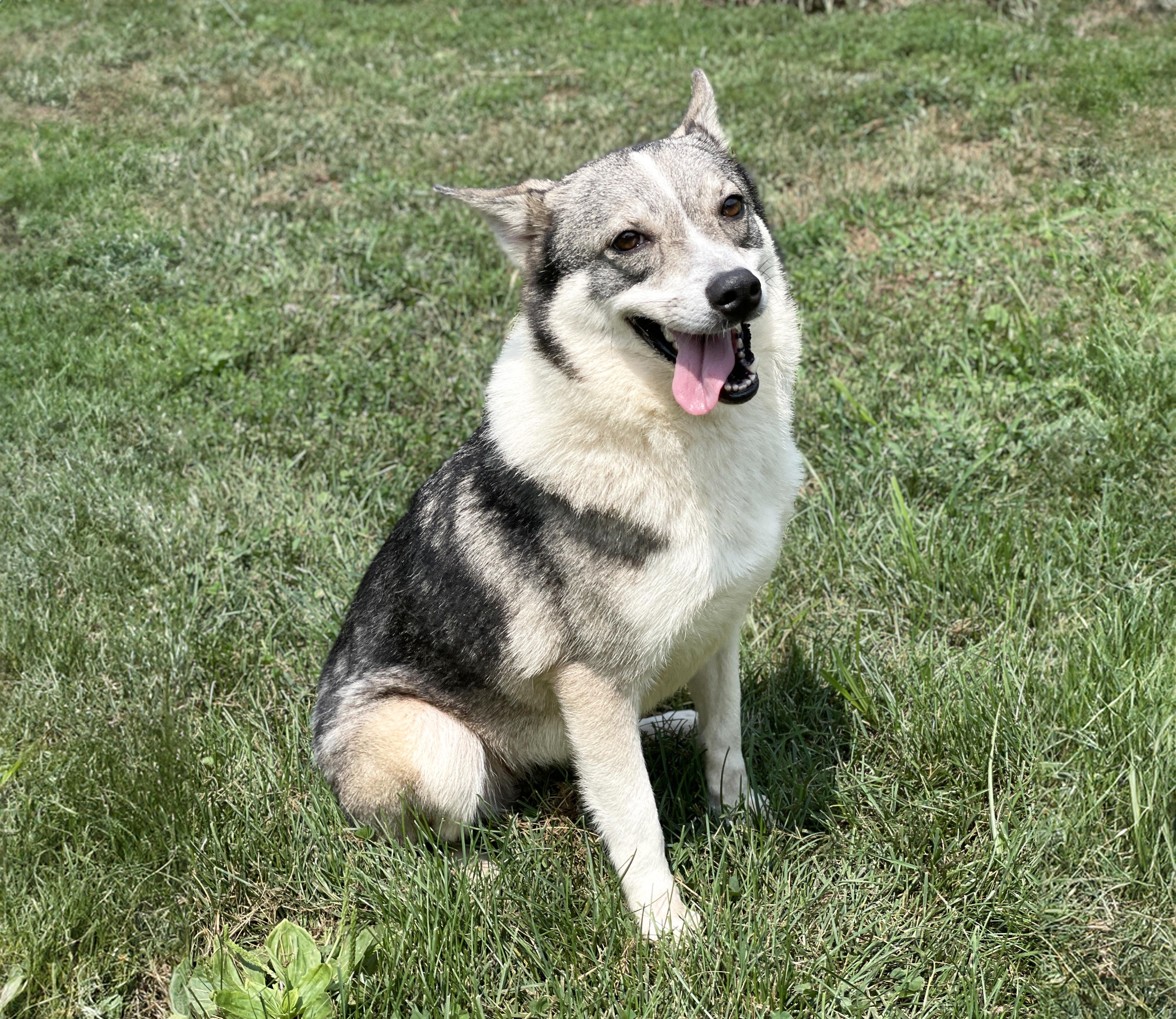 Dora, an adoptable mixed breed in Charles Town, WV image 4/6