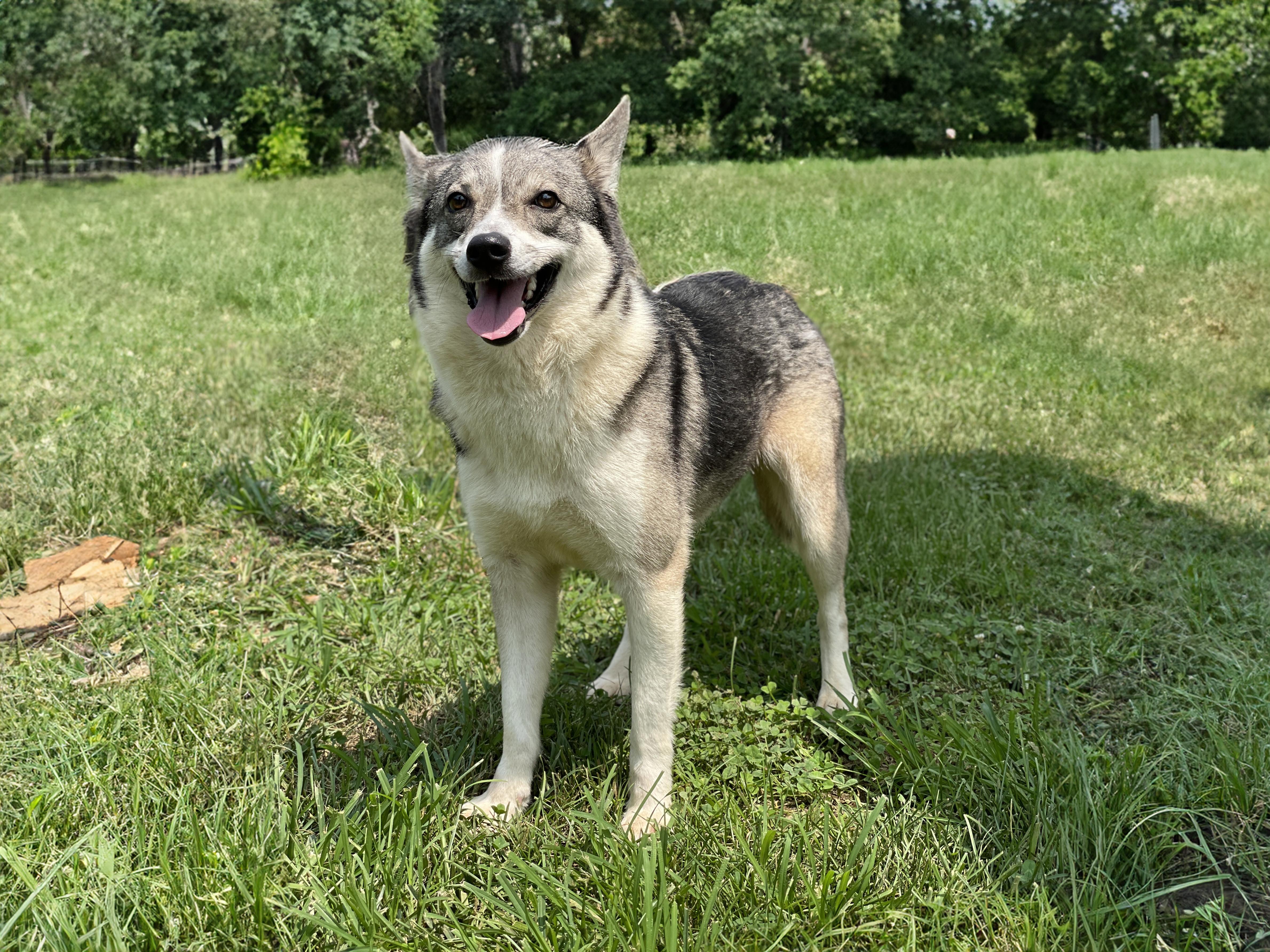 Dora, an adoptable mixed breed in Charles Town, WV image 2/6