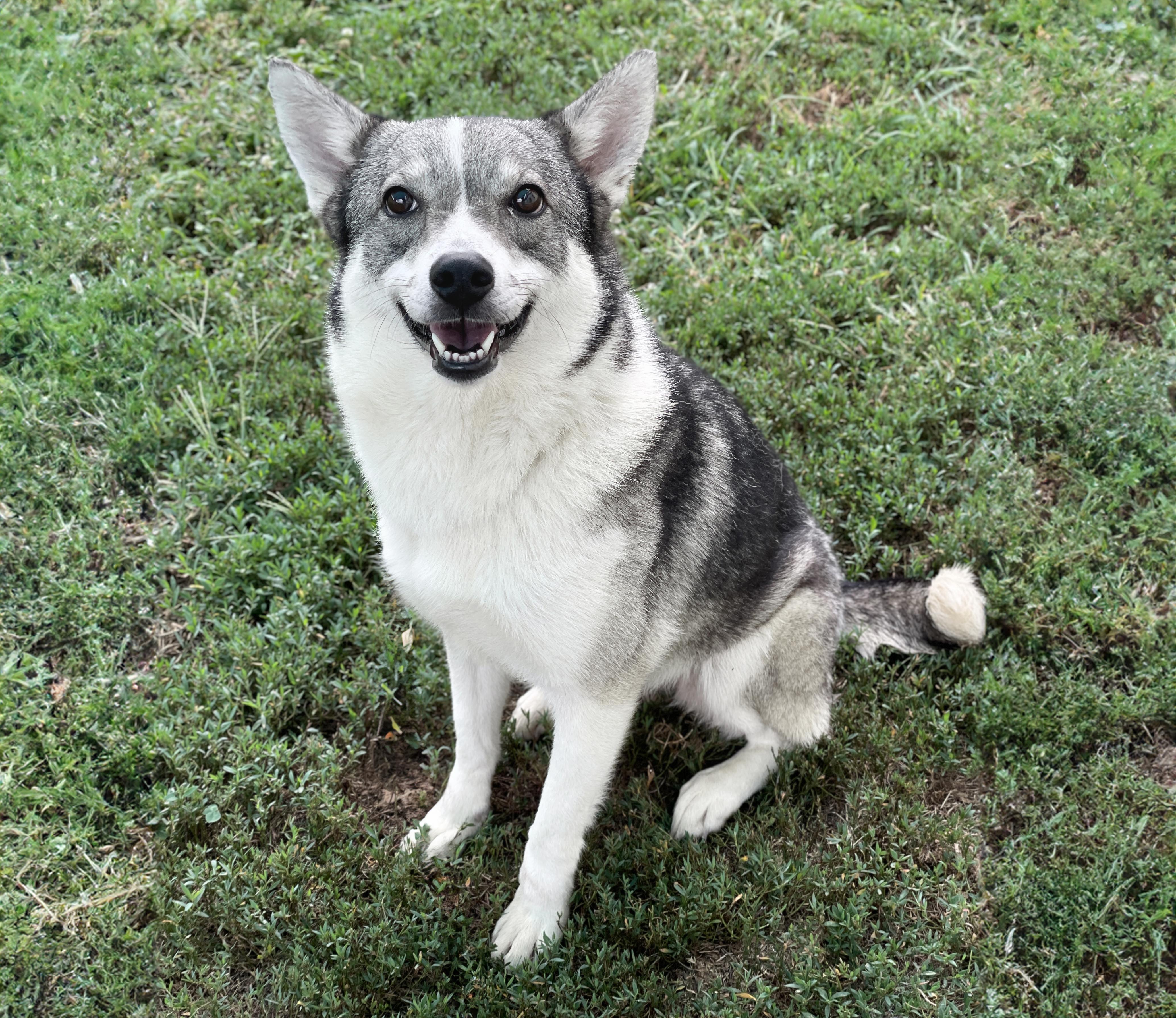 Dora, an adoptable mixed breed in Charles Town, WV image 1/6