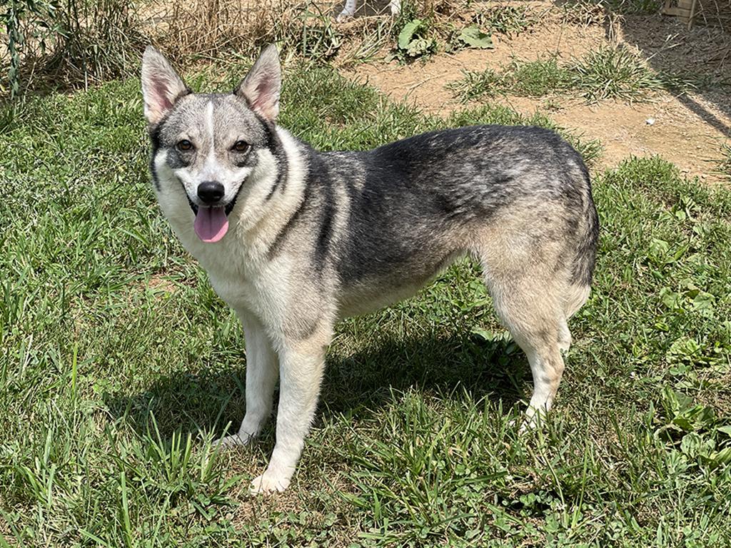 Dora, an adoptable mixed breed in Charles Town, WV image 3/6