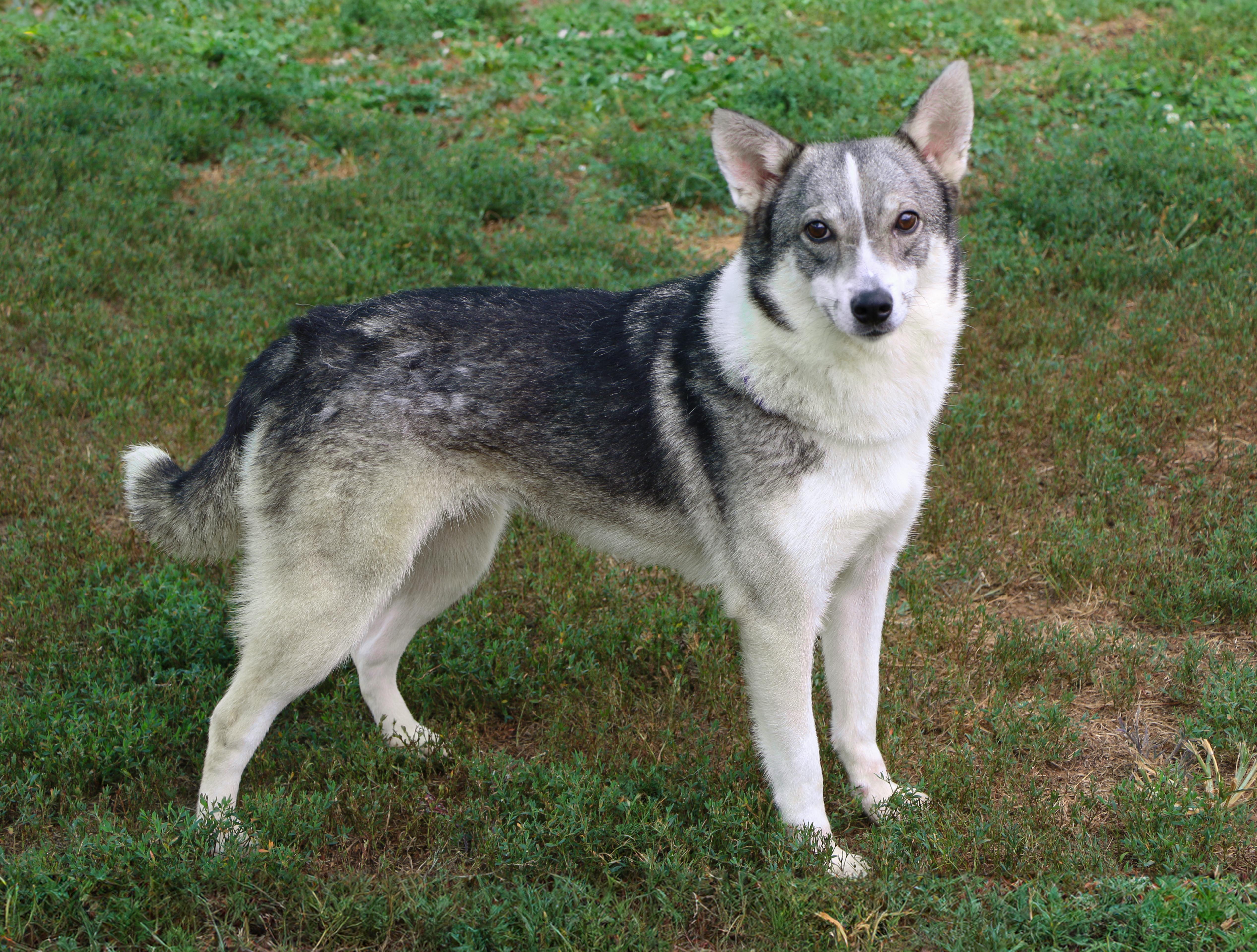 Dora, an adoptable mixed breed in Charles Town, WV image 6/6