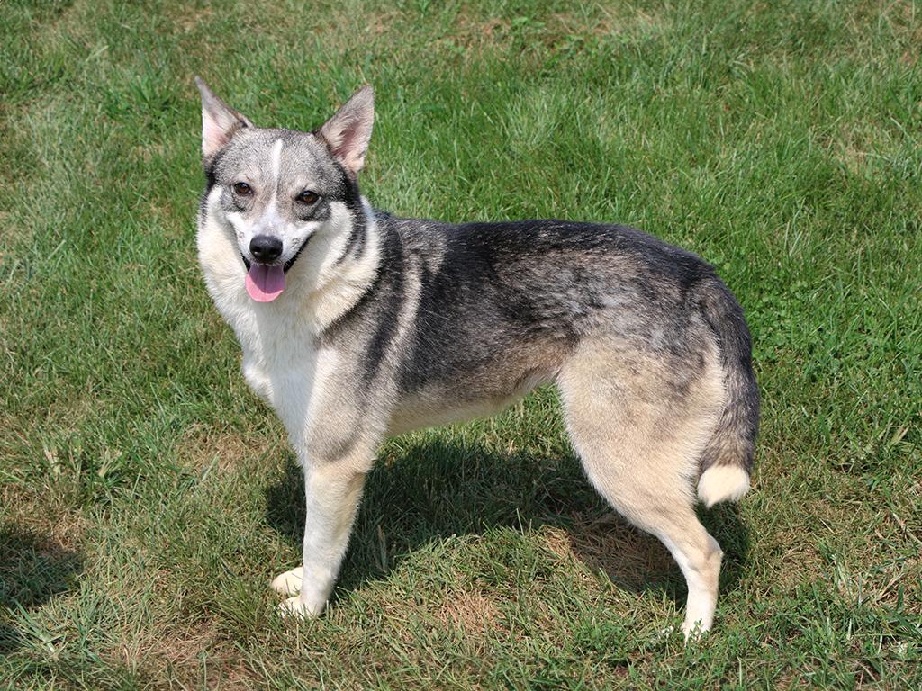 Dora, an adoptable mixed breed in Charles Town, WV image 5/6