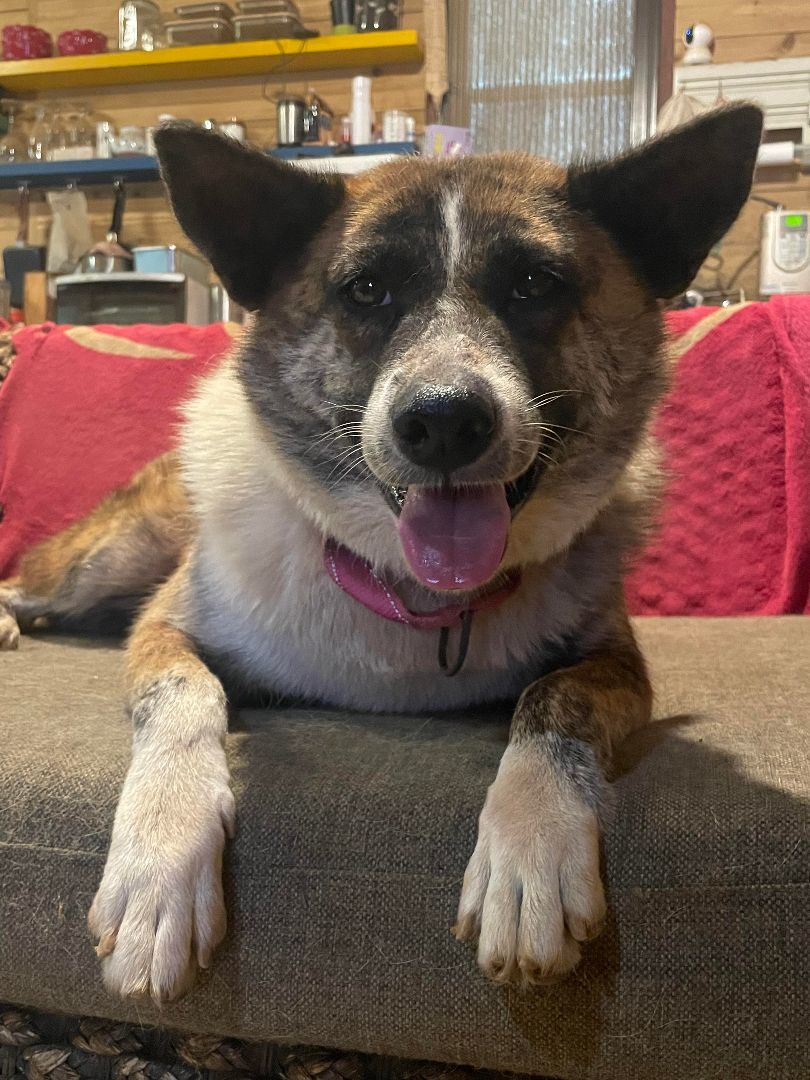 Enlarge Jenny-ADOPTED, a Adopted mixed breed in Wilmington, DE image 1/5