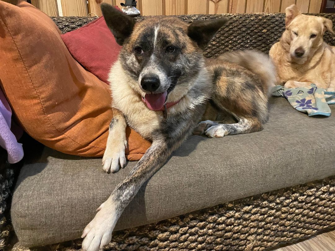 Enlarge Jenny-ADOPTED, a Adopted mixed breed in Wilmington, DE image 2/5