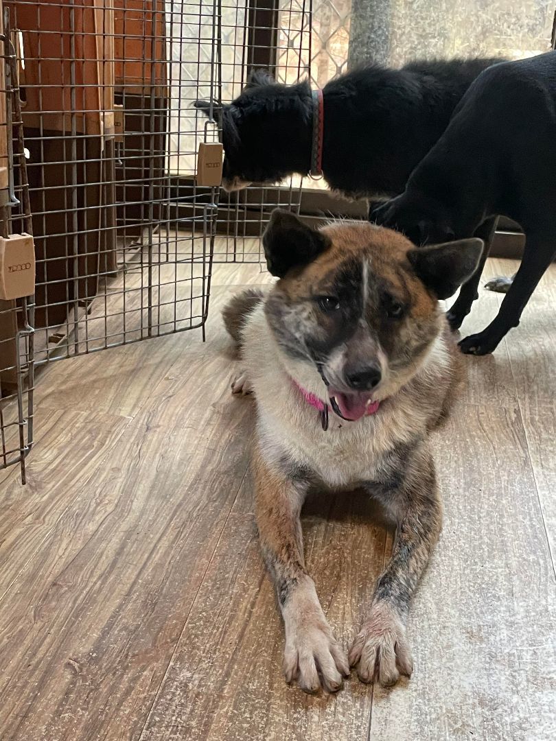 Enlarge Jenny-ADOPTED, a Adopted mixed breed in Wilmington, DE image 4/5