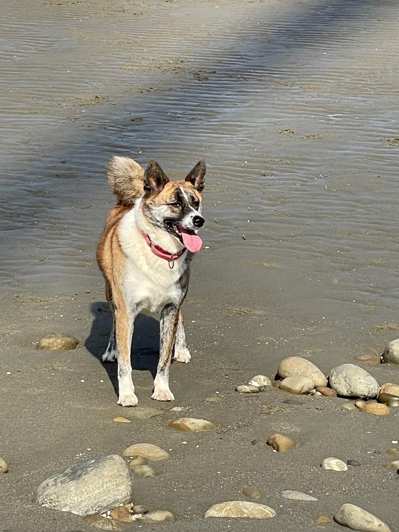 Enlarge Jenny-ADOPTED, a Adopted mixed breed in Wilmington, DE image 5/5