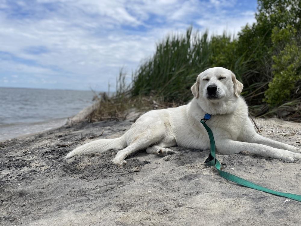 Burrito, Adoptable, Young Male Great Pyrenees.