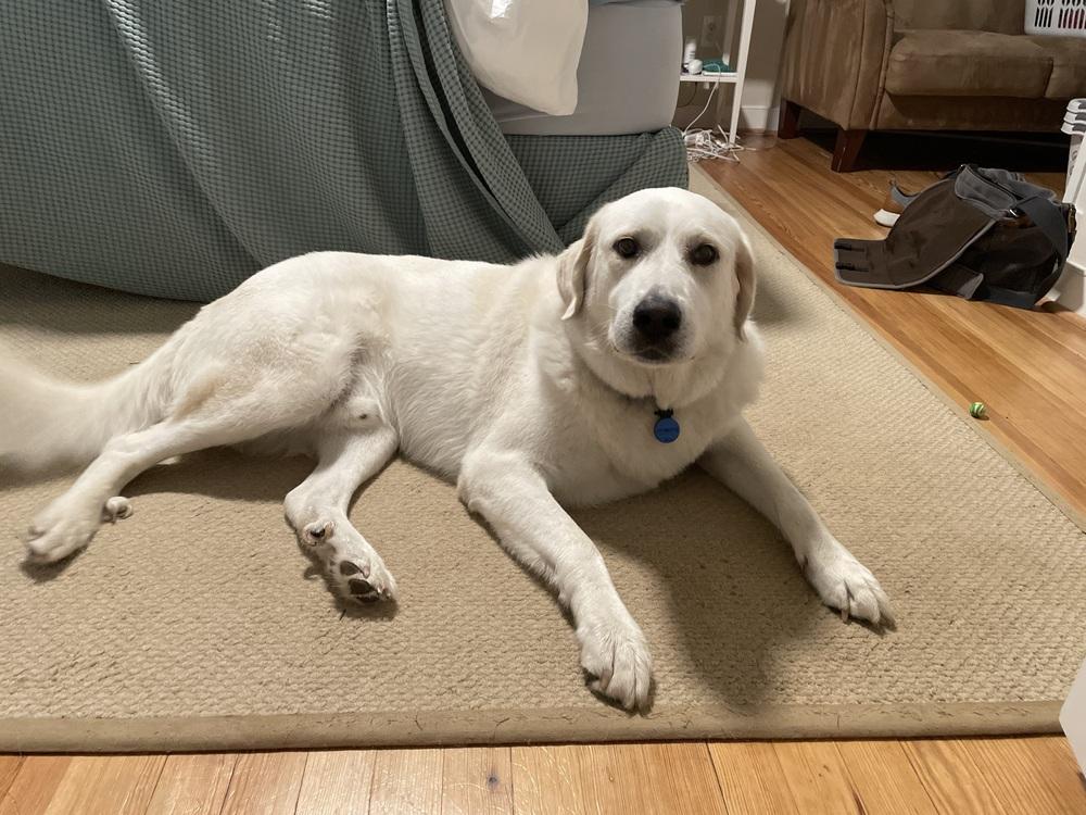 Enlarge Burrito, a Adoptable Great Pyrenees in Greenbelt, MD image 2/3