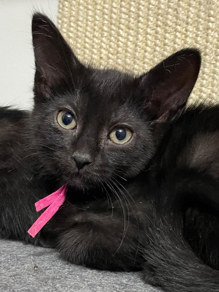 Enlarge Carrie, a Adoptable mixed breed in Newaygo, MI image 2/3