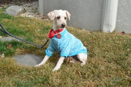 Kiara, Adoptable, Adult Female Golden Retriever & Poodle.