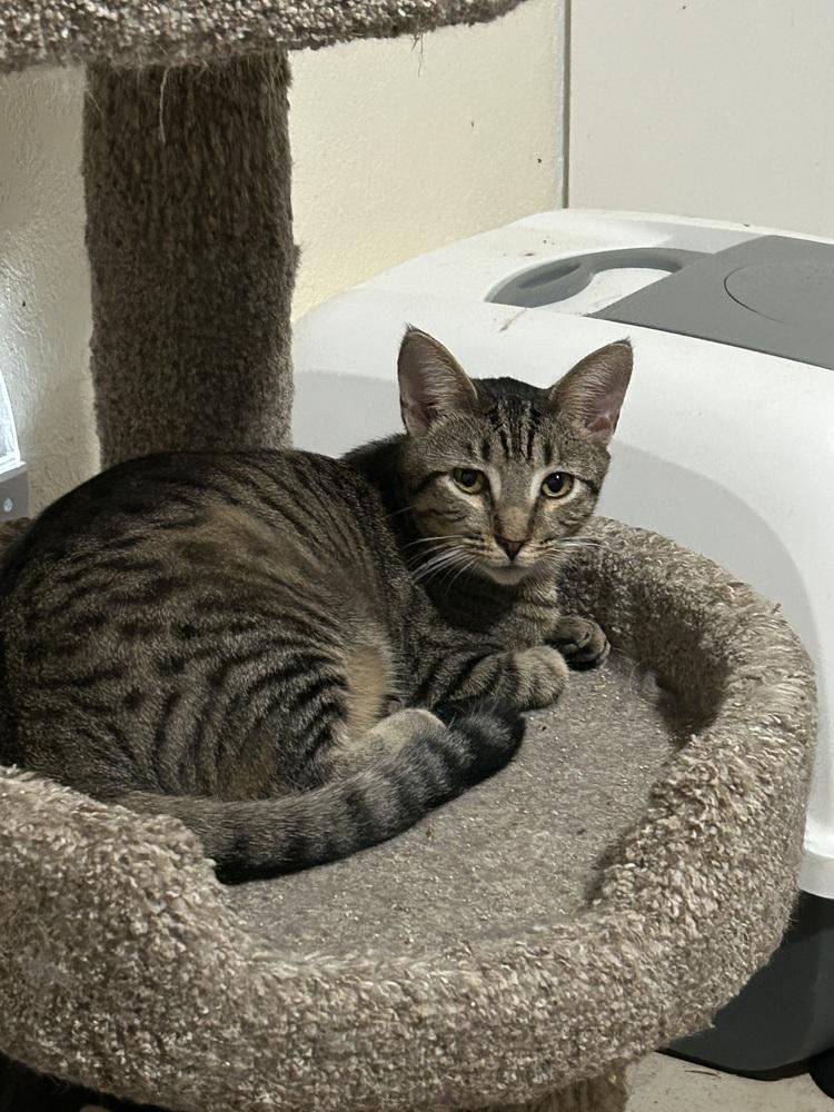 Zeebee, Adoptable, Kitten Male Domestic Short Hair.