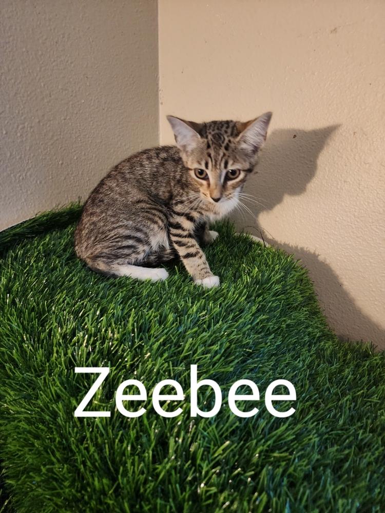 Zeebee, a Adoptable mixed breed in Ruskin, FL image 2/2