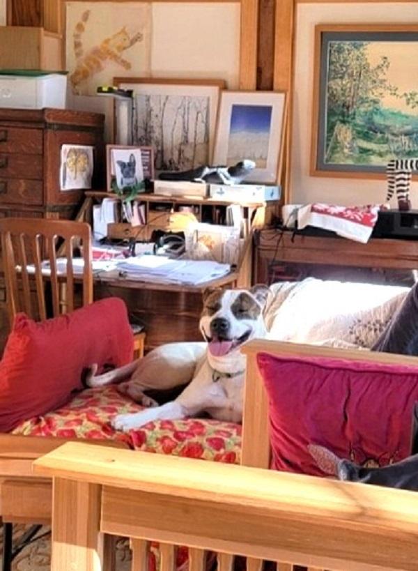 STAR, ADOPTABLE, Adult Female Terrier.