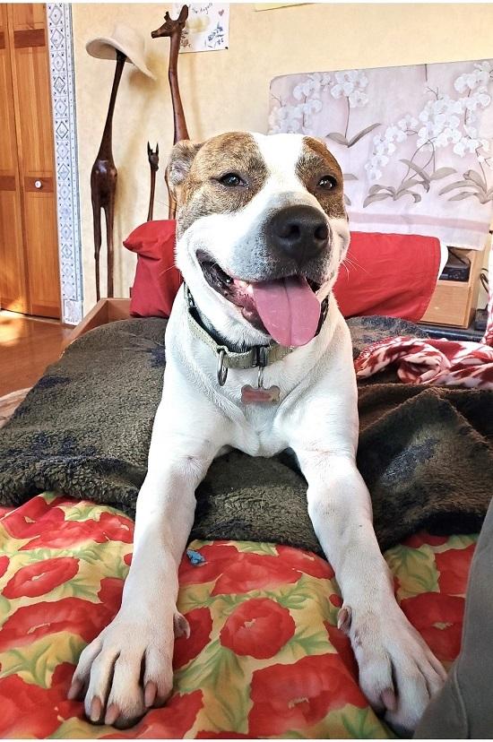 STAR, ADOPTABLE, Adult Female Terrier.