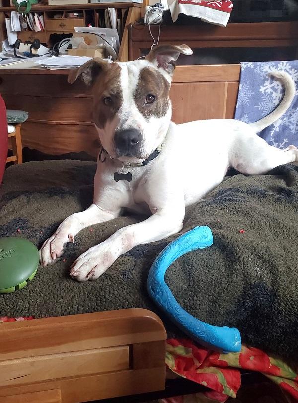 Enlarge STAR, a ADOPTABLE mixed breed in Pegram, TN image 5/6