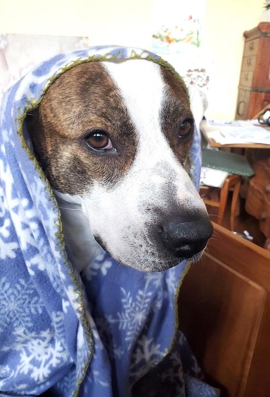 Enlarge STAR, a ADOPTABLE mixed breed in Pegram, TN image 2/6