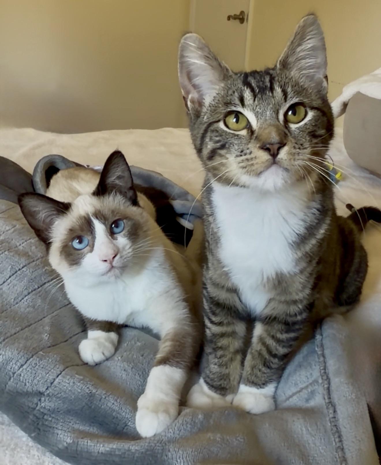 Enlarge Millie, a ADOPTABLE mixed breed in San Rafael, CA image 6/6