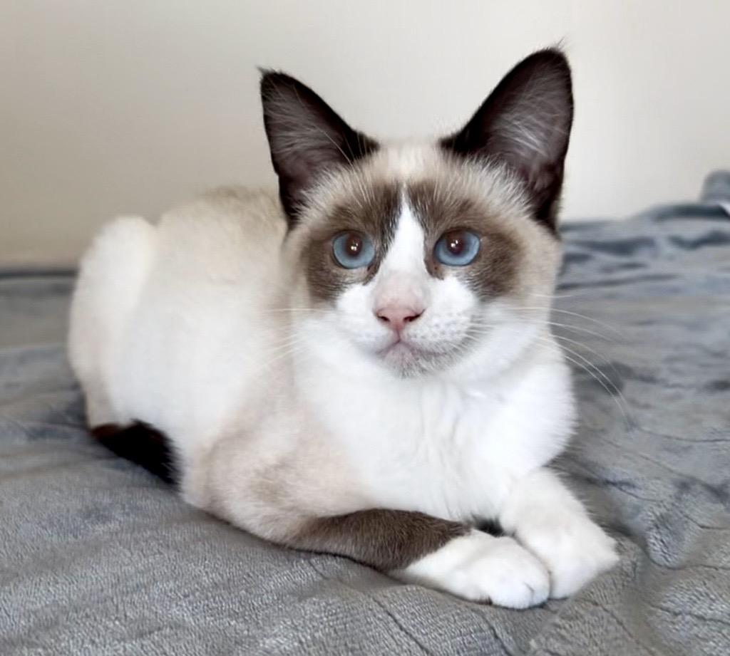 Enlarge Millie, a ADOPTABLE mixed breed in San Rafael, CA image 4/6