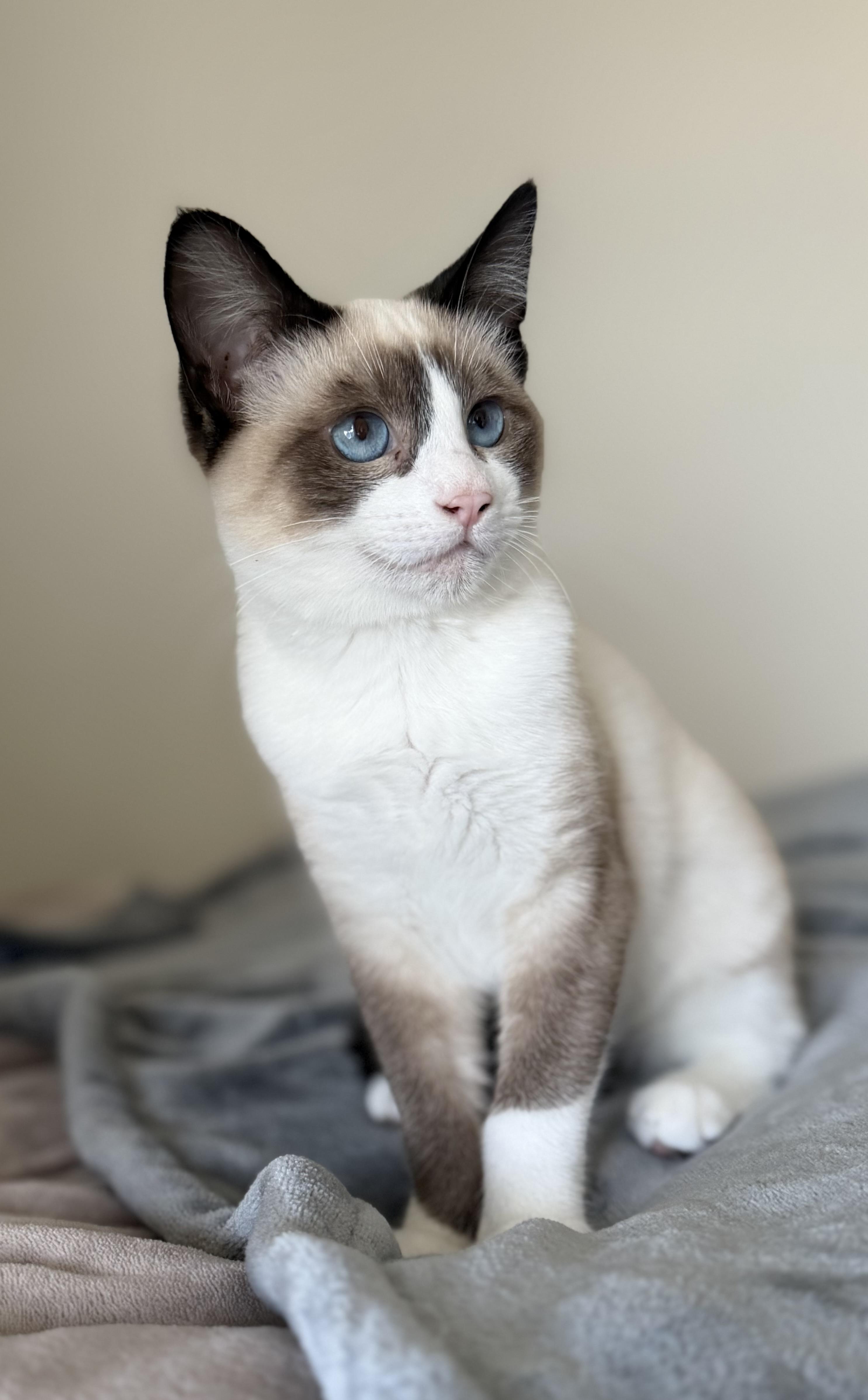 Enlarge Millie, a ADOPTABLE mixed breed in San Rafael, CA image 1/6