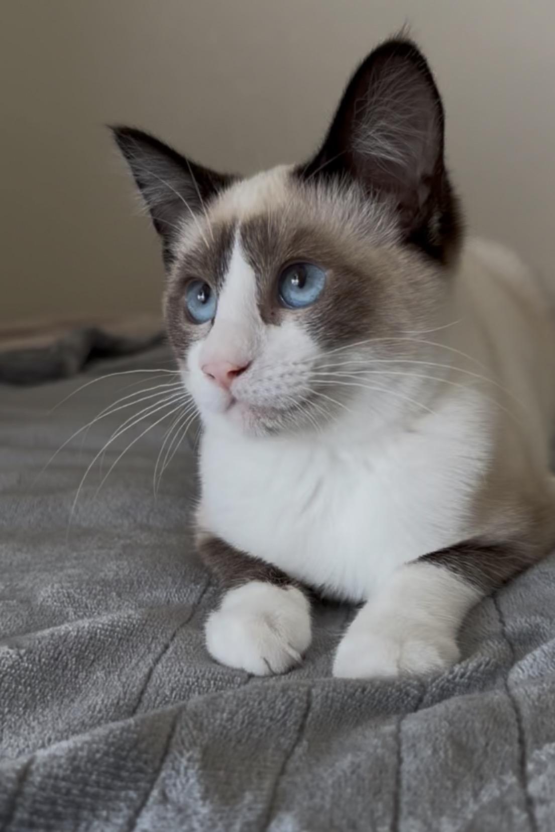 Enlarge Millie, a ADOPTABLE mixed breed in San Rafael, CA image 3/6