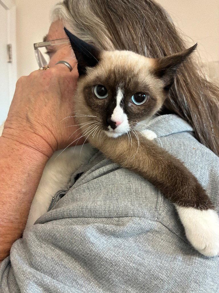 Enlarge Kitten - Yuki, a Adoptable Siamese in Emmett, ID image 1/1