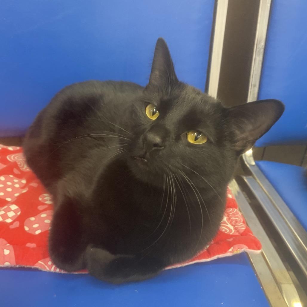 Enlarge Vermithor, a Adoptable Domestic Short Hair in Union, MO image 1/4