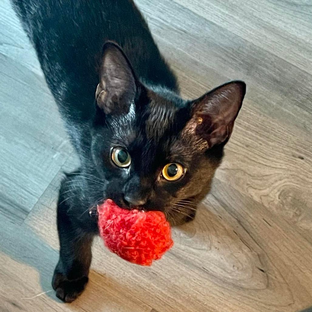 Enlarge Vermithor, a Adoptable Domestic Short Hair in Union, MO image 1/3