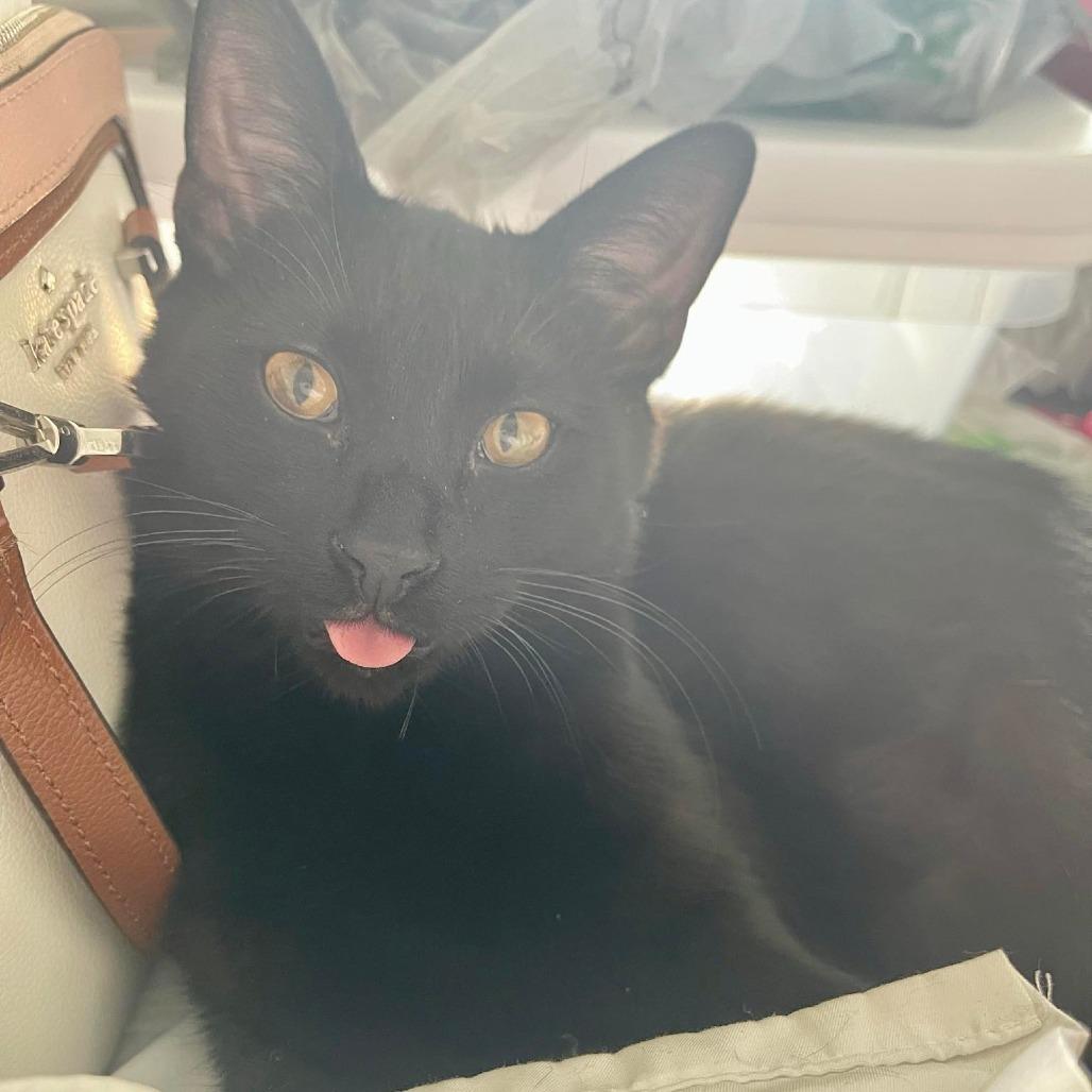 Enlarge Vermithor, a Adoptable Domestic Short Hair in Union, MO image 2/3