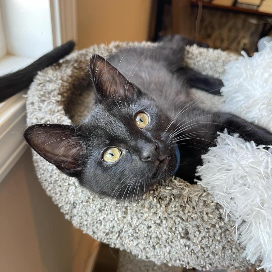 Enlarge Vermithor, a Adoptable Domestic Short Hair in Union, MO image 3/3