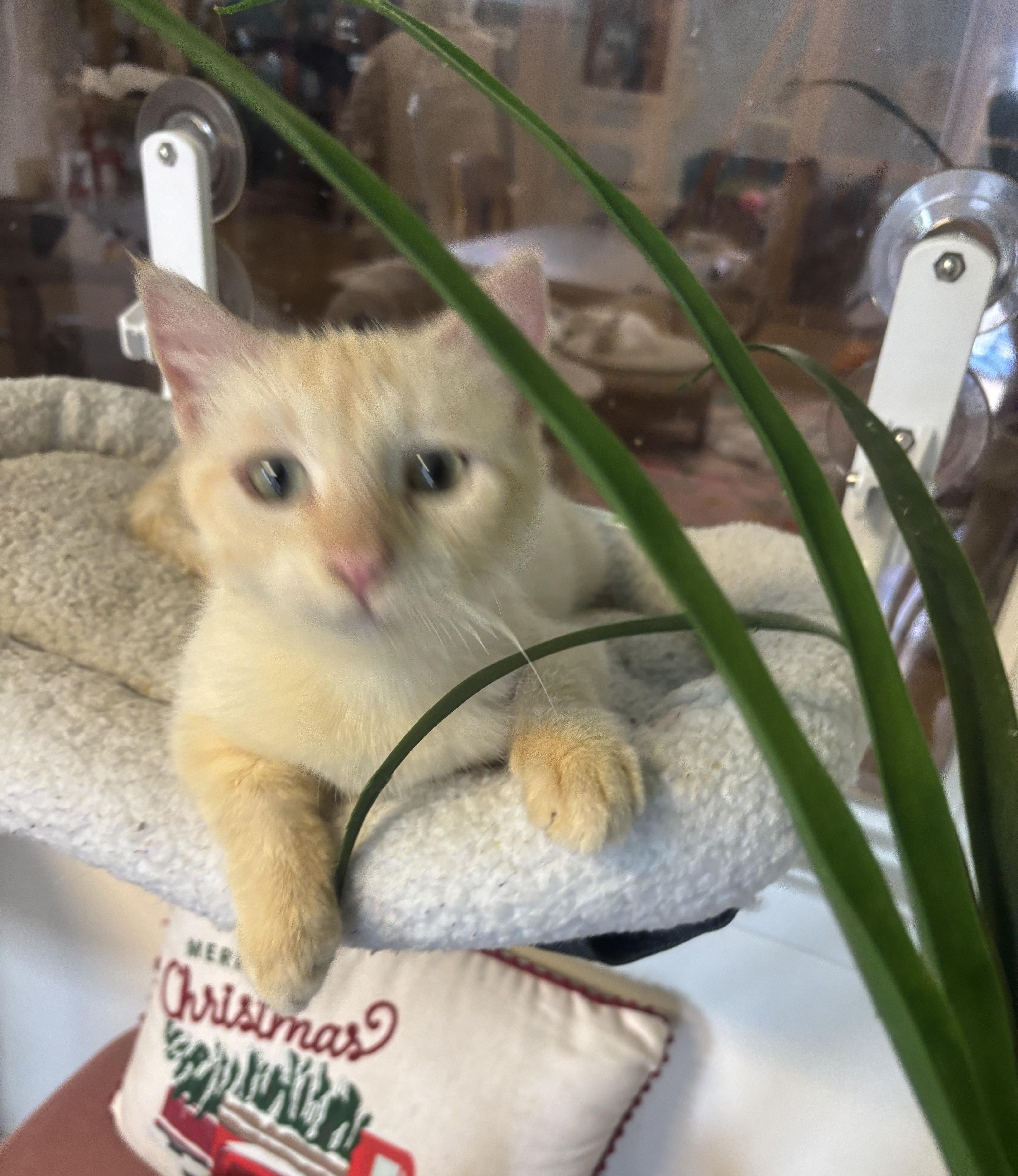 Yuki, an adopted mixed breed in Whittier, CA image 6/6