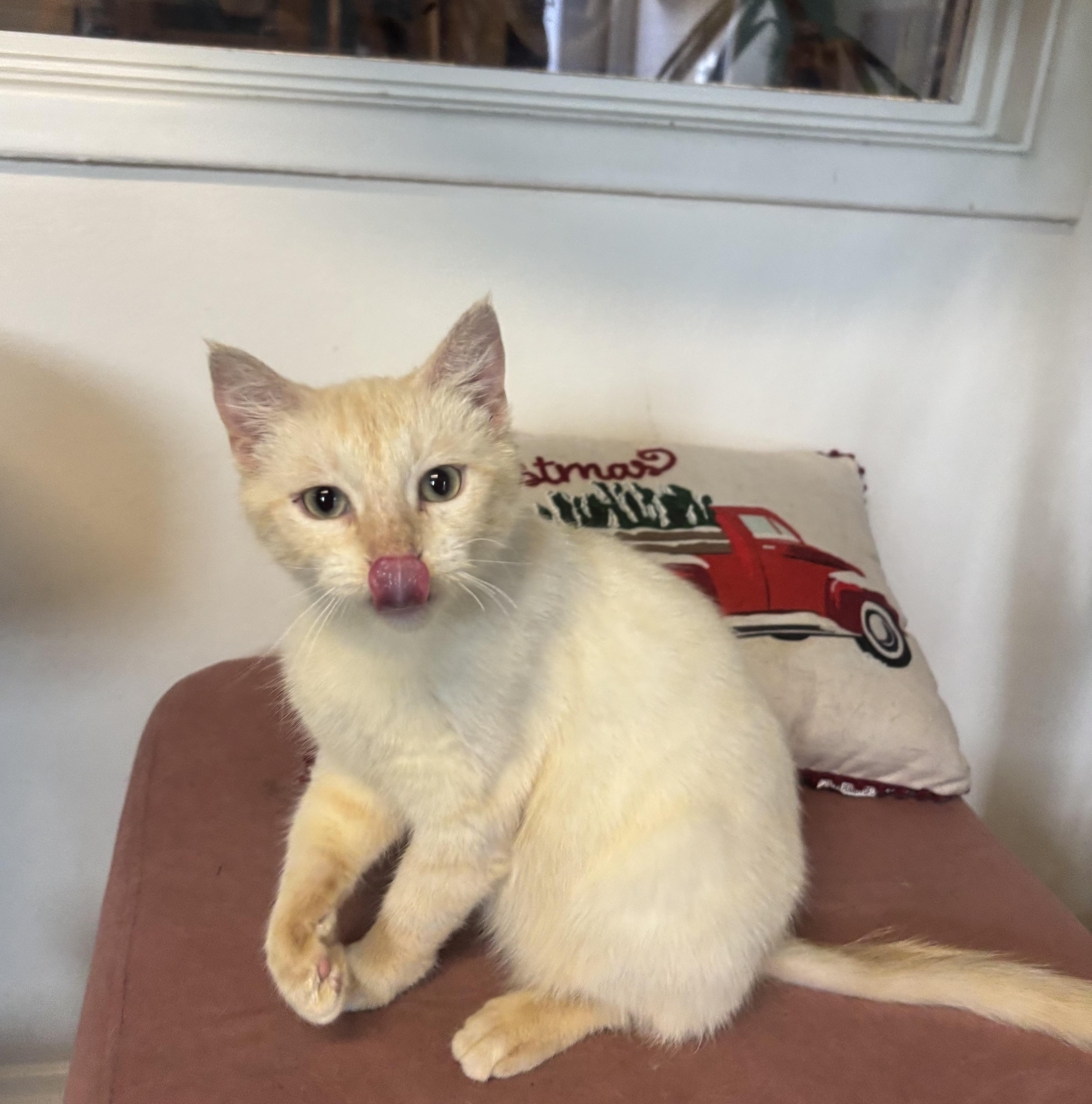 Yuki, an adopted mixed breed in Whittier, CA image 2/6