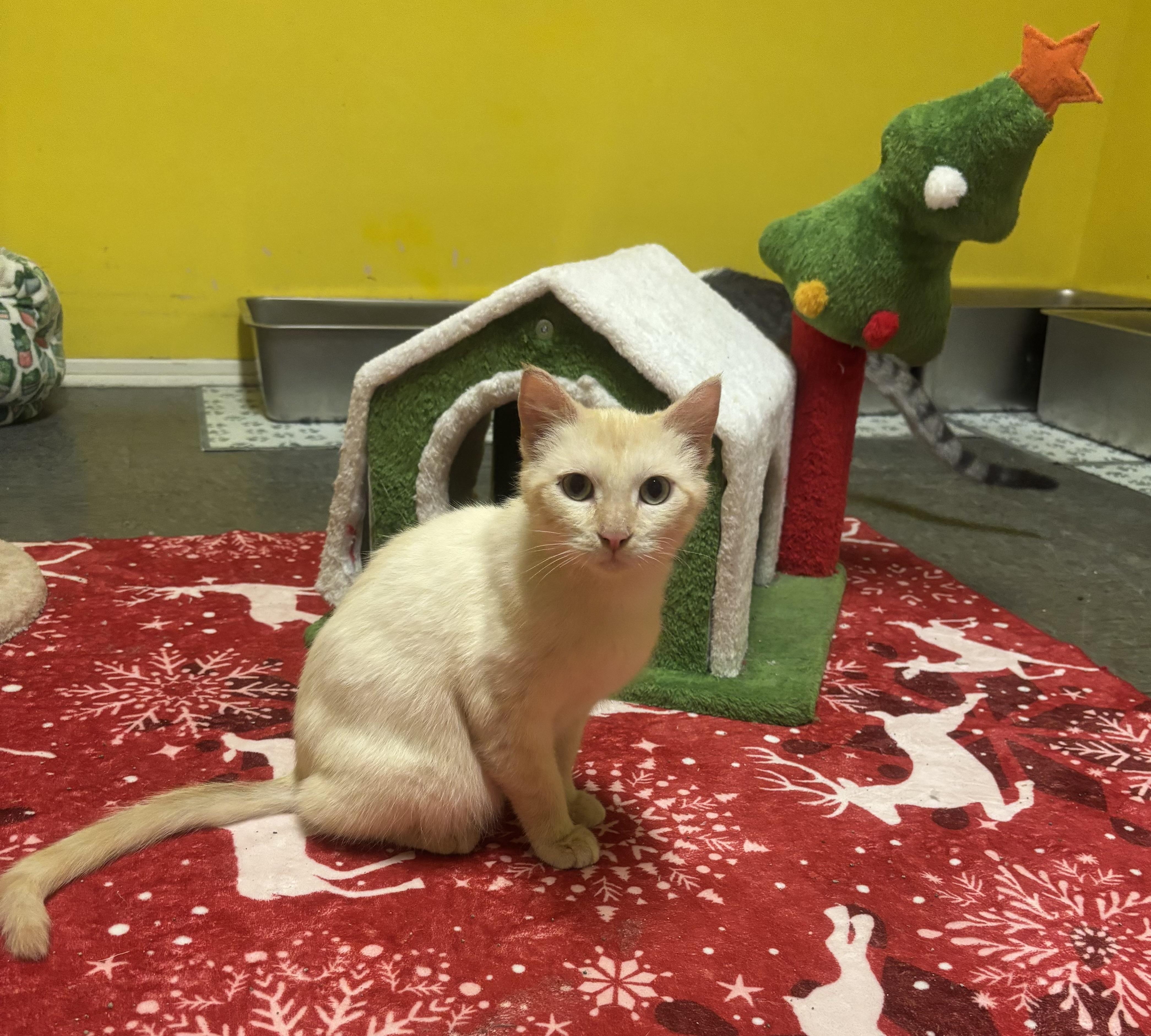 Yuki, an adopted mixed breed in Whittier, CA image 1/6