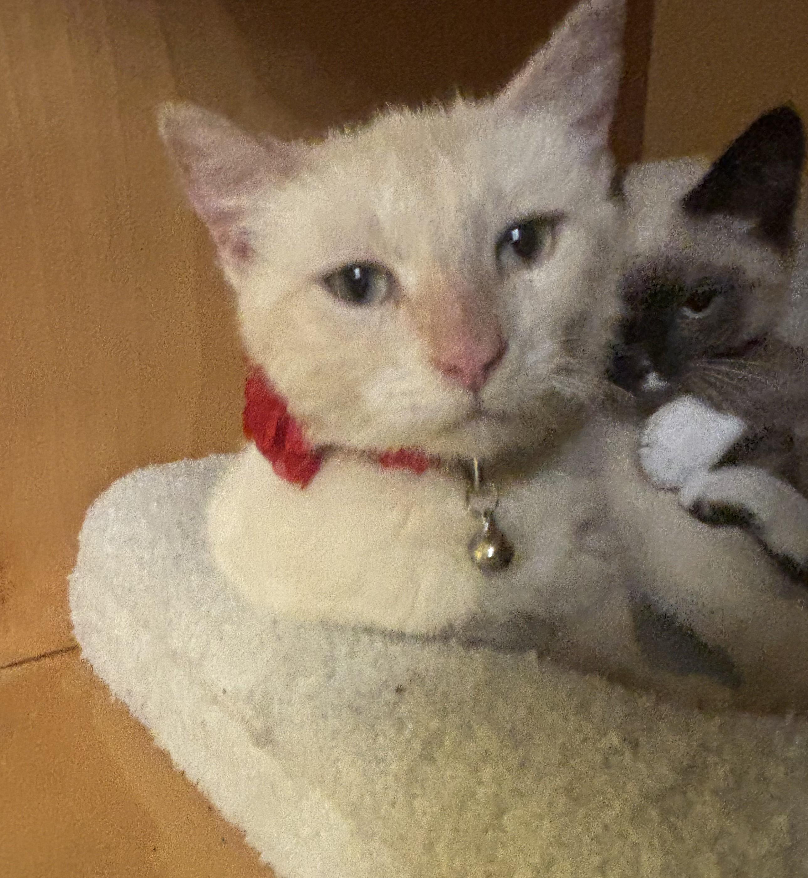 Yuki, an adopted mixed breed in Whittier, CA image 3/6