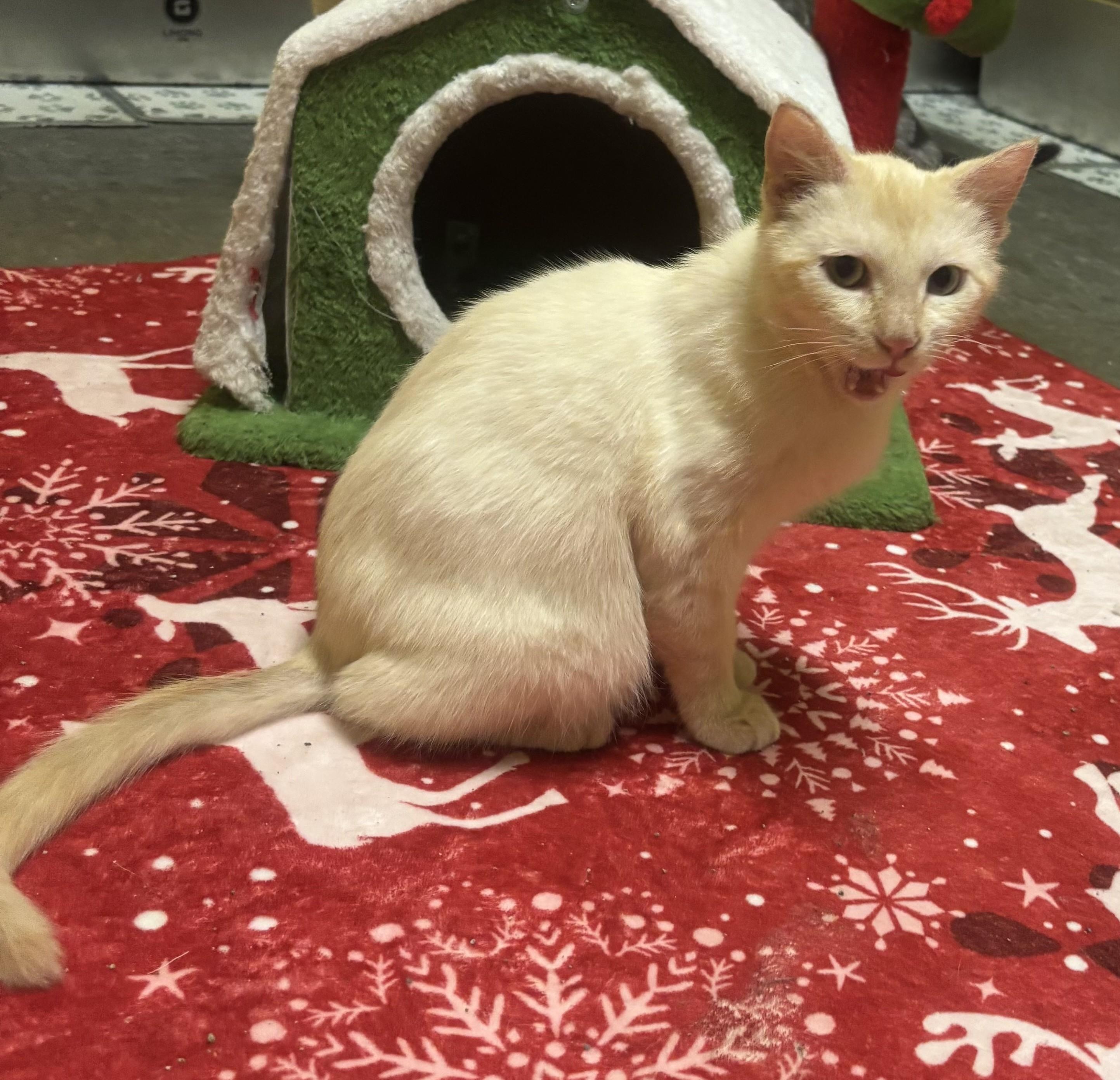 Yuki, an adopted mixed breed in Whittier, CA image 5/6