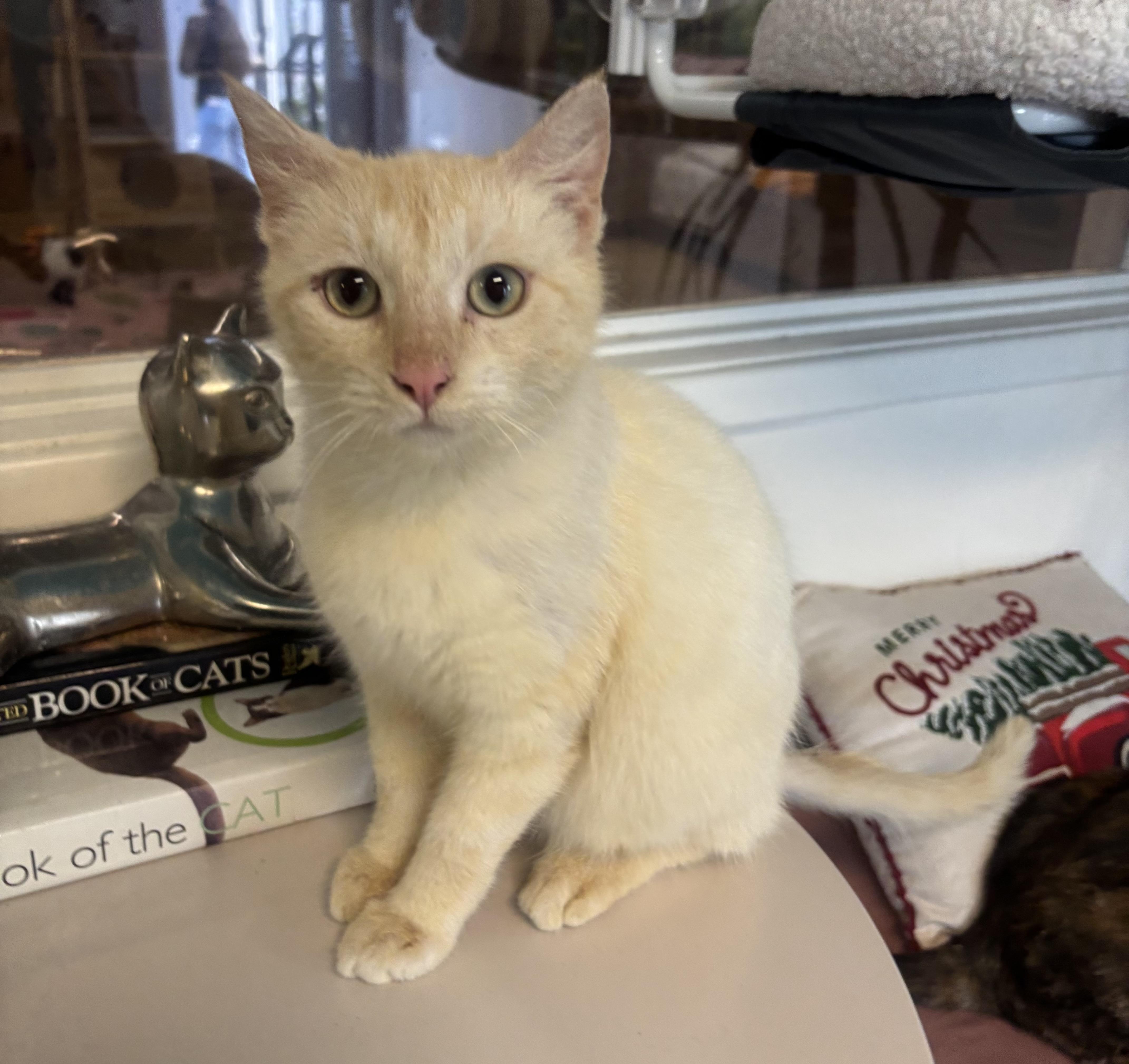 Yuki, an adopted mixed breed in Whittier, CA image 4/6