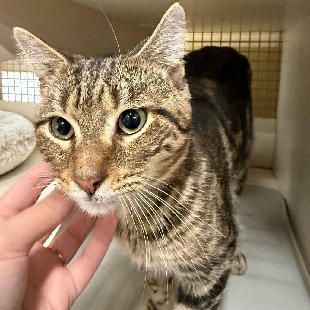 Enlarge Jackson, a Adoptable Domestic Short Hair in Pasadena , MD image 1/1