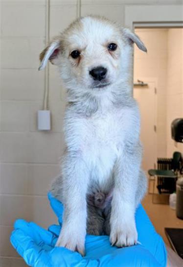 Enlarge HOYA, a Adoptable mixed breed in Frisco, CO image 1/1