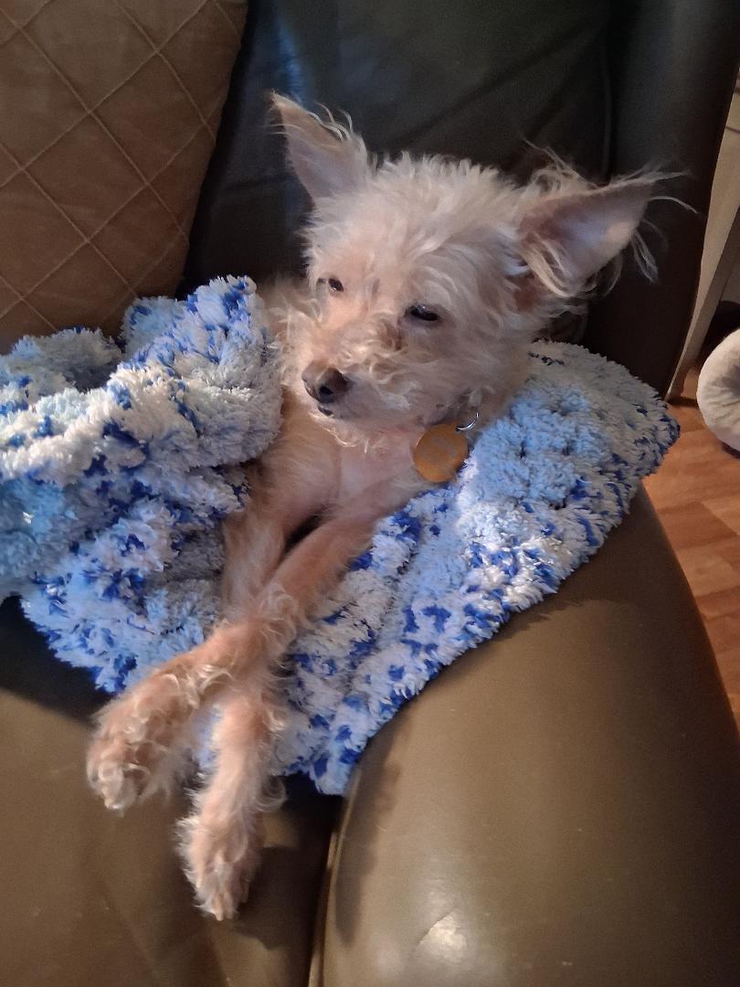 Lucie, a ADOPTABLE mixed breed in Salem, OR image 3/3