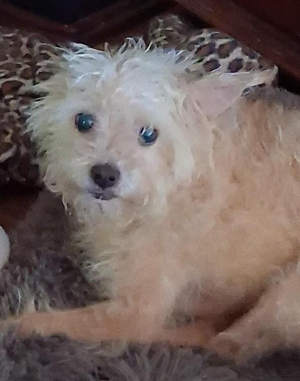 Lucie, ADOPTABLE, Adult Female Terrier & Chihuahua.