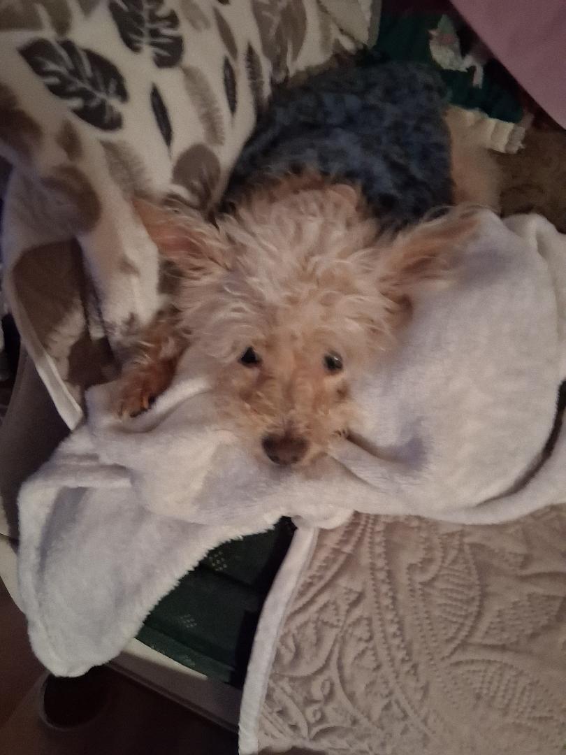 Lucie, a ADOPTABLE mixed breed in Salem, OR image 2/3