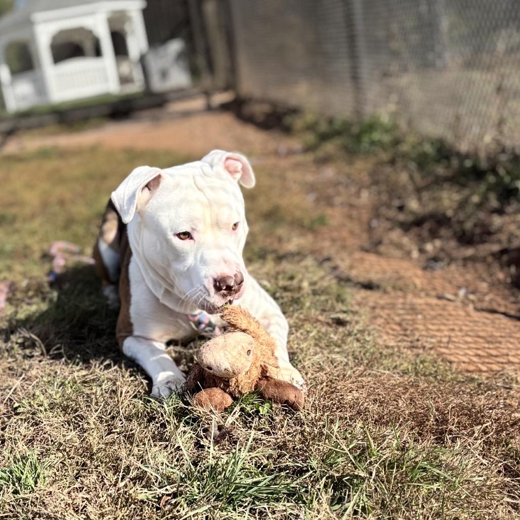 Sonic, Adoptable, Adult Male Mixed Breed & Pit Bull Terrier.