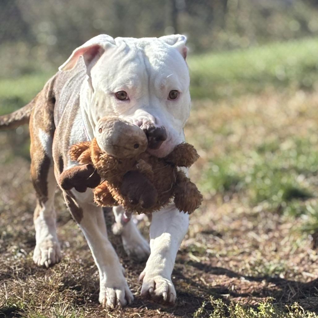 Enlarge Sonic, a Adoptable mixed breed in Eastford, CT image 2/6