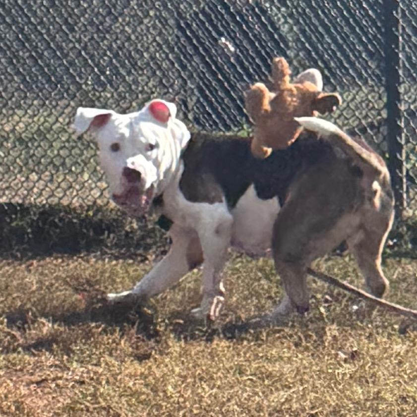 Enlarge Sonic, a Adoptable mixed breed in Eastford, CT image 3/6