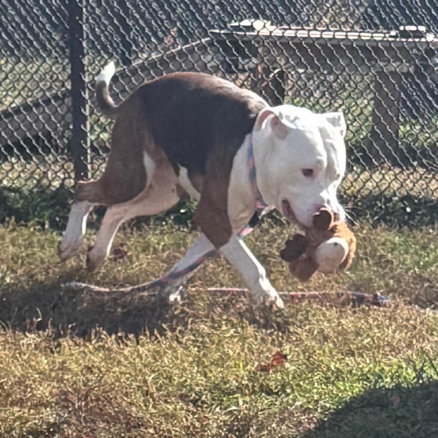 Enlarge Sonic, a Adoptable mixed breed in Eastford, CT image 4/6