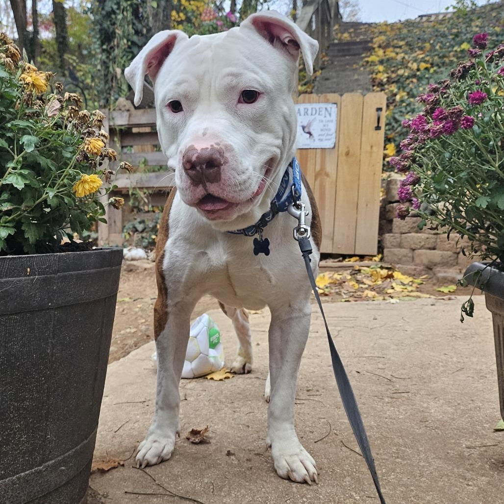 Enlarge Sonic, a Adoptable mixed breed in Eastford, CT image 5/6