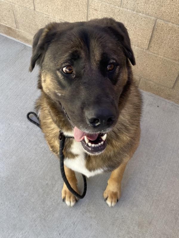 Oden, Adoptable, Adult Male Akita & Australian Shepherd.